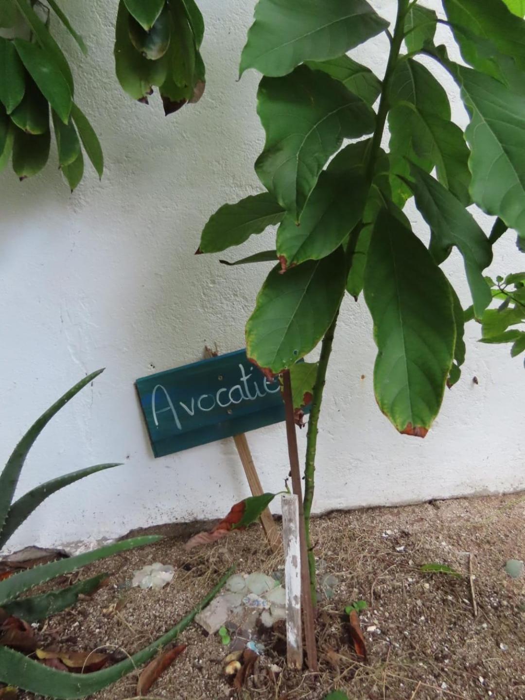 Akunamatata Guest House Grand Case Luaran gambar